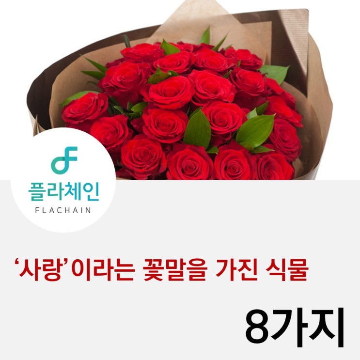  [플라체인]'사랑'이라는 꽃말을 가진 식물들