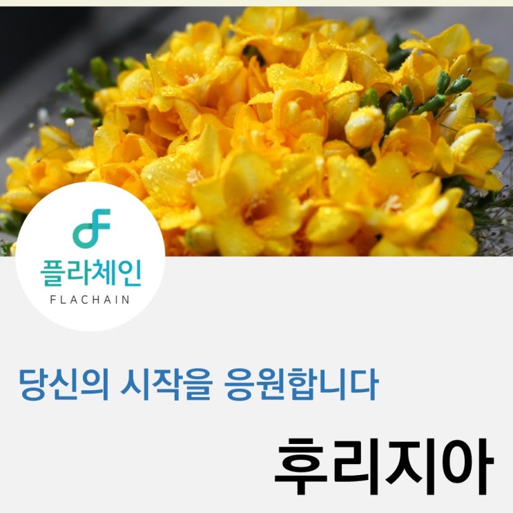  [플라체인] 후리지아 관리법