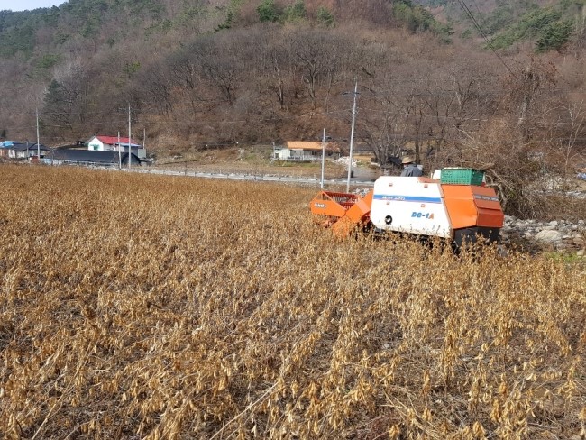  쥐눈이콩:소청자 / 수확!!!