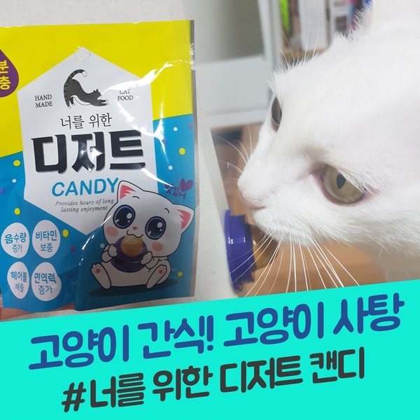 고양이 사탕 할짝할짝 ~ 너를 위한 디저트 캔디 고양이 신상 간식!
