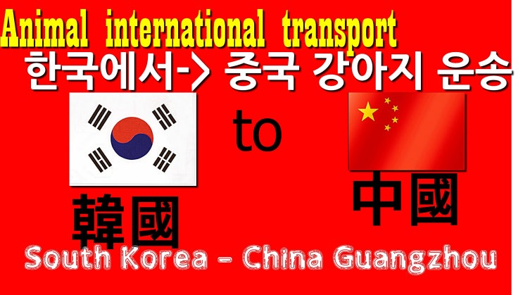  중국 광저우 강아지 고양이 운송 검역 Guangzhou, China 中国广州 강아지 안전케어 도착서비스 사례