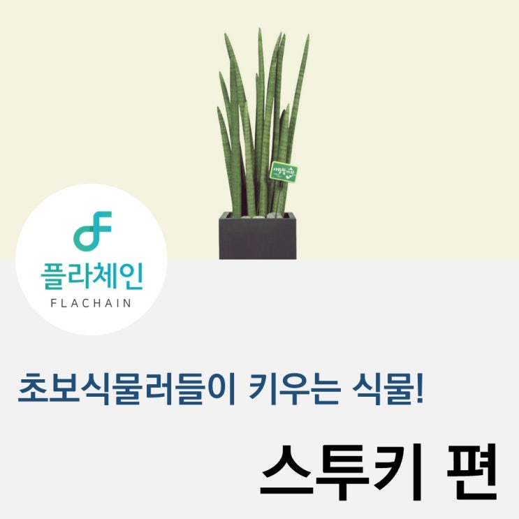  [플라체인]초보식물러들에게 추천! 스투키 키우기