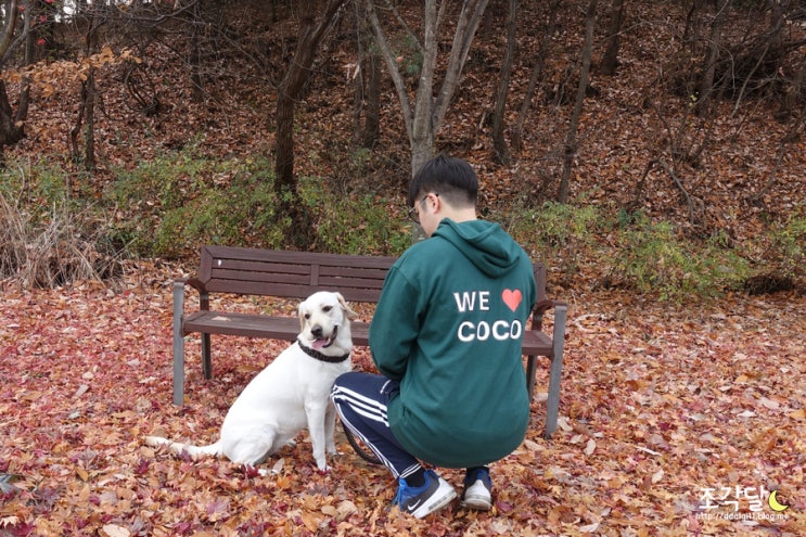 티셔츠주문제작 :: 커스텀존에서 예쁜 강아지커플티 제작하는 방법