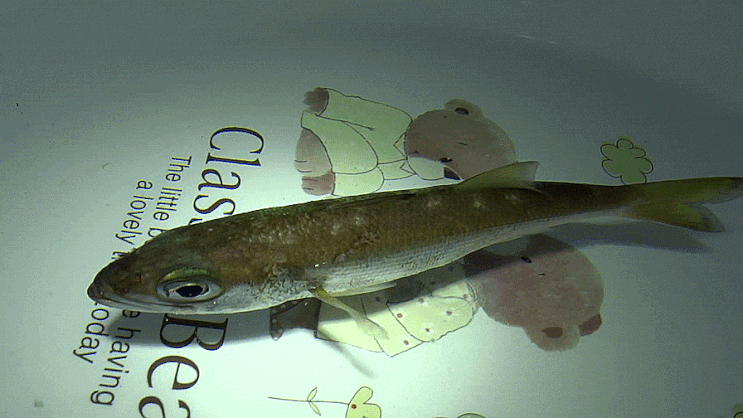  게르치 Scombrops boops  /  게르치과 ( Family Scombropidae ) 의 1종
