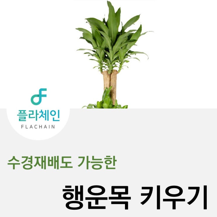  [플라체인]행운목 키우는법