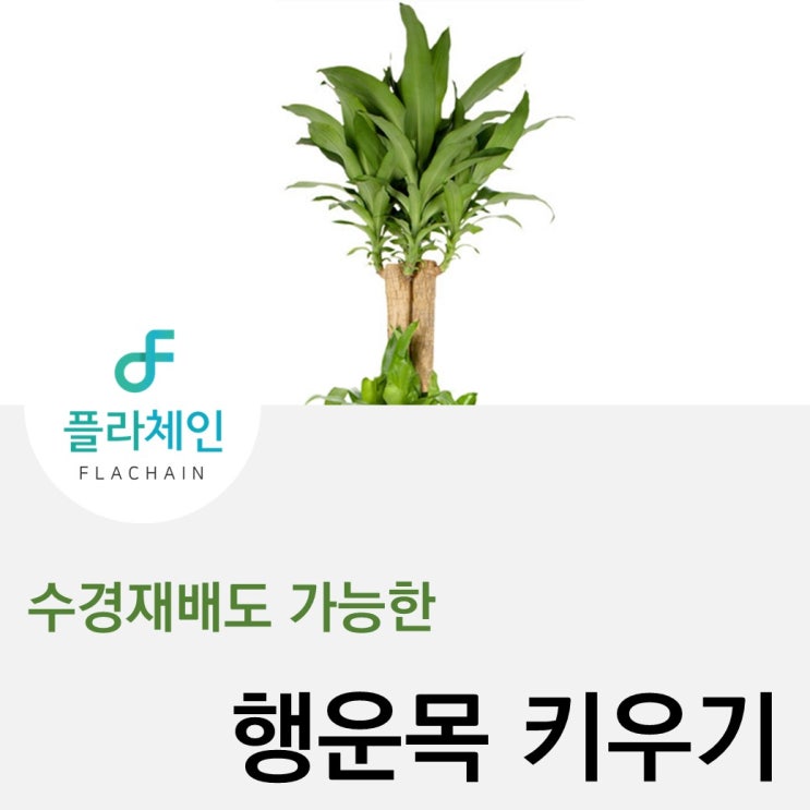 [플라체인]행운목 키우는법