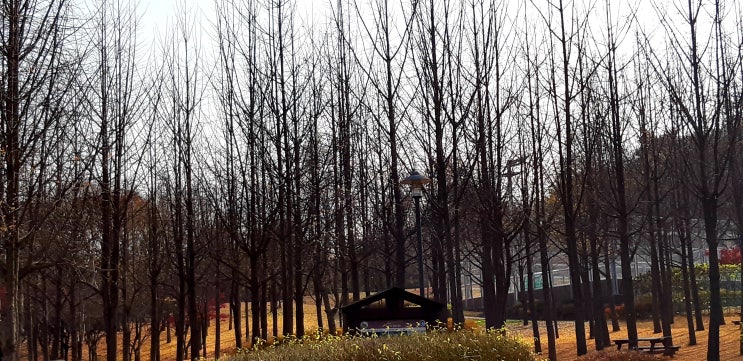 인천 원적산공원의 은행나무숲 인천 원적산공원의 은행나무숲