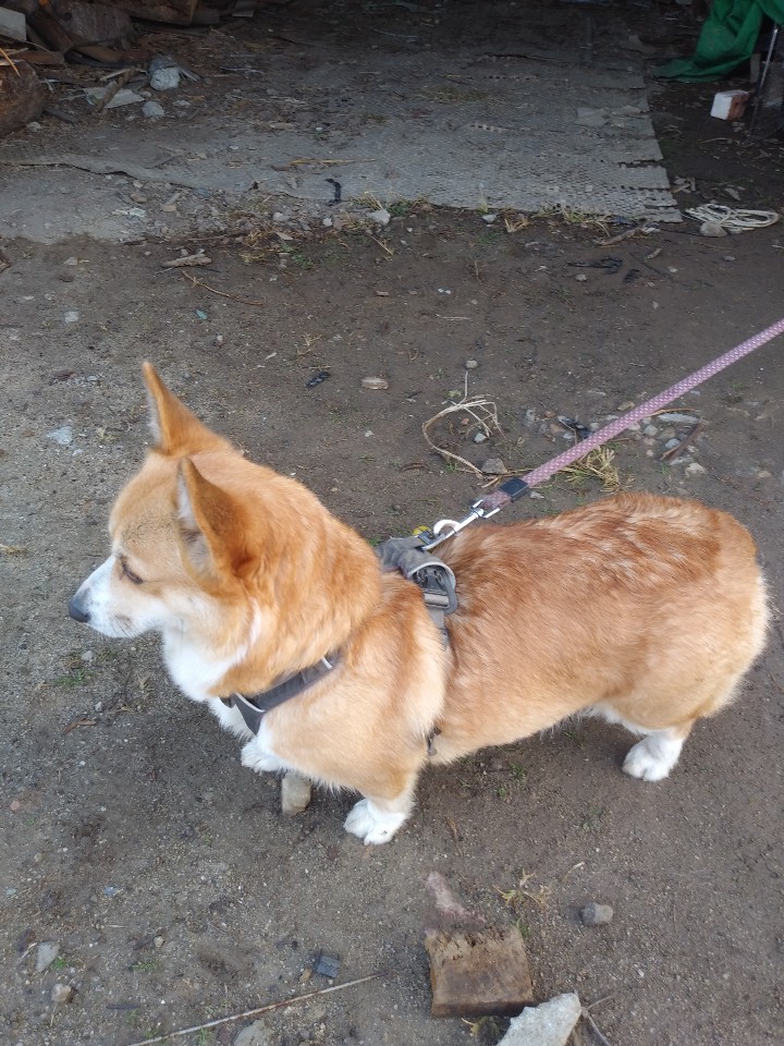  애완견 산책 시키기