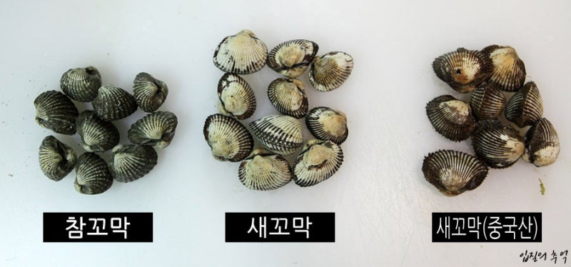 참꼬막 새꼬막 피꼬막 다양한 꼬막 종류 차이
