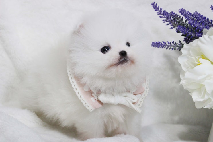  강아지 털갈이에 대해 알아봐요!