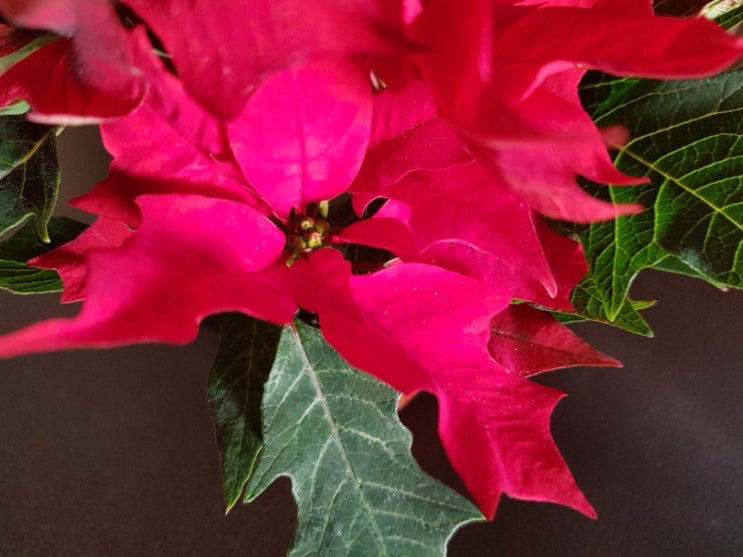 포인세티아/ 크리스마스 식물
