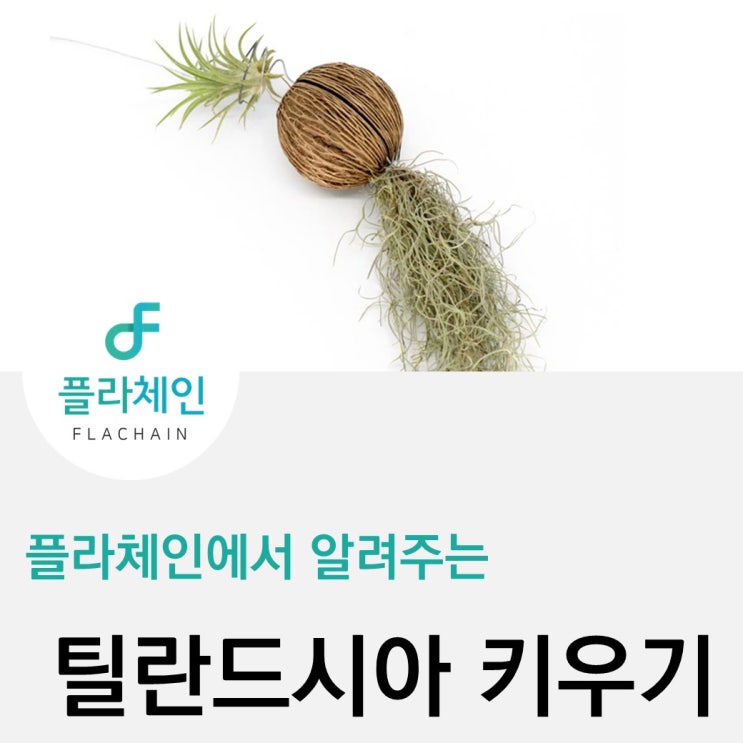  [플라체인]집안 먼지를 잡고 싶을 땐, 역시 틸란드시아