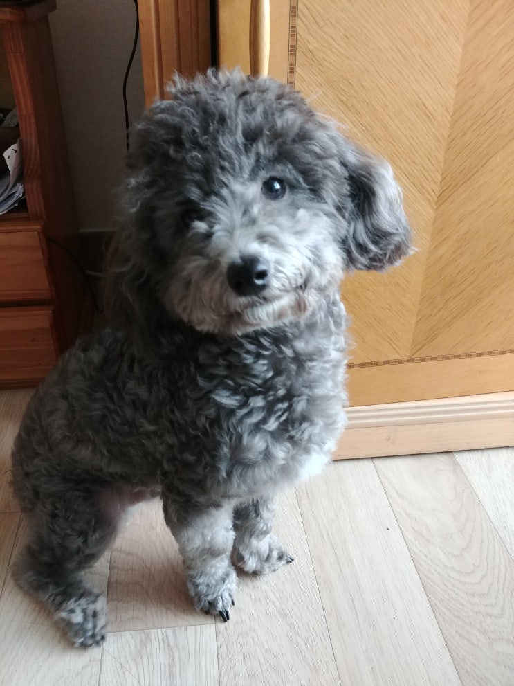 아부다비 강아지 고양이 검역 동물 운송 비행기 도착! 아부다비 강아지 고양이 검역 동물 운송 비행기 도착!