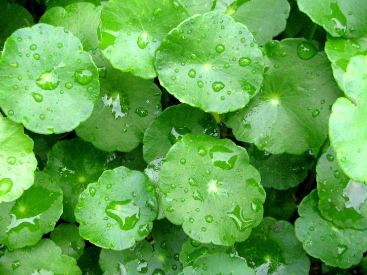 화장품 성분 - 병풀잎수 (Centella Asiatica Leaf Water)