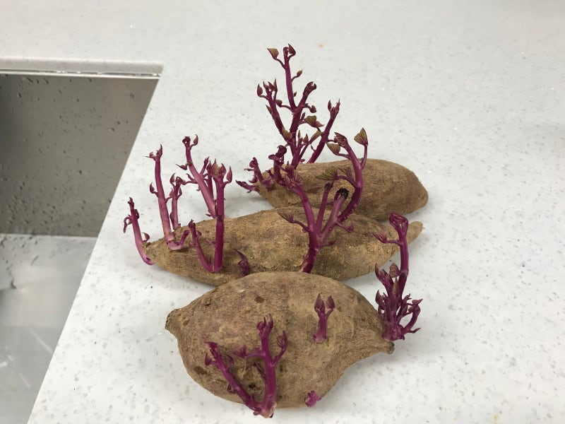 고구마 재배의 고구마순을 내기 위해 고구마를 심다. 3