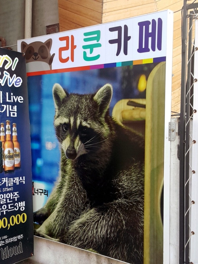 엄서졌음) 연신내 커피볶는너구리 : 네이버 블로그, image size:800x1067