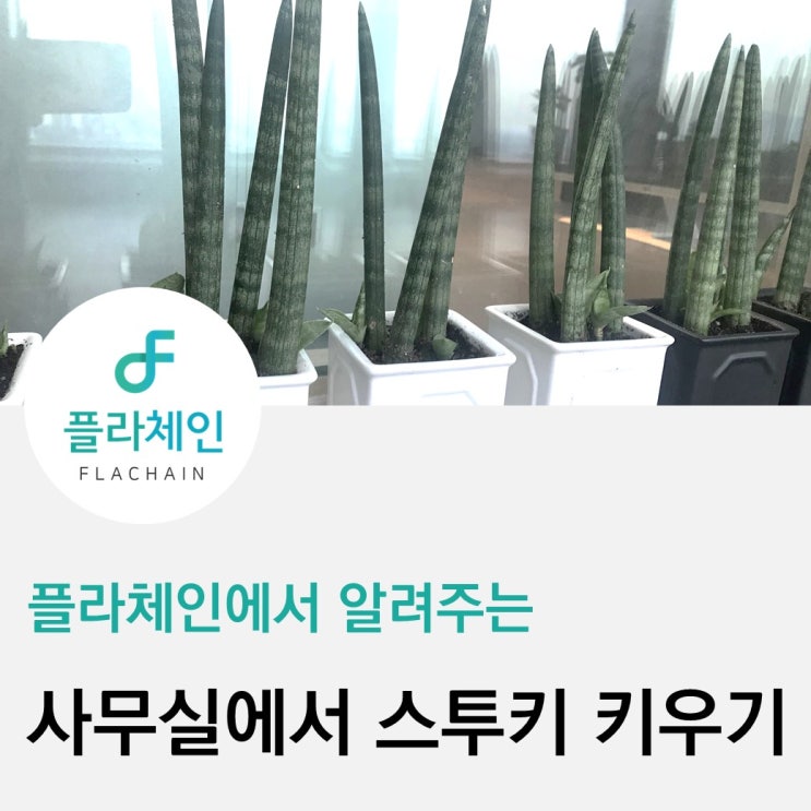  [플라체인]사무실에서 식물 키울 때, 꿀팁①