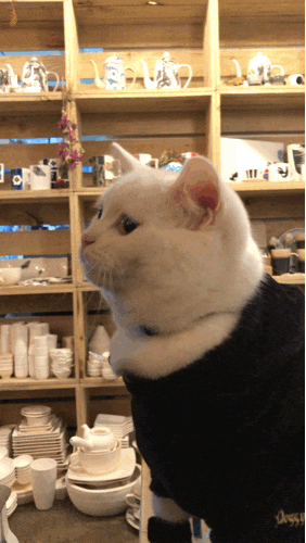  집사에게 뽀뽀하는 고양이^^