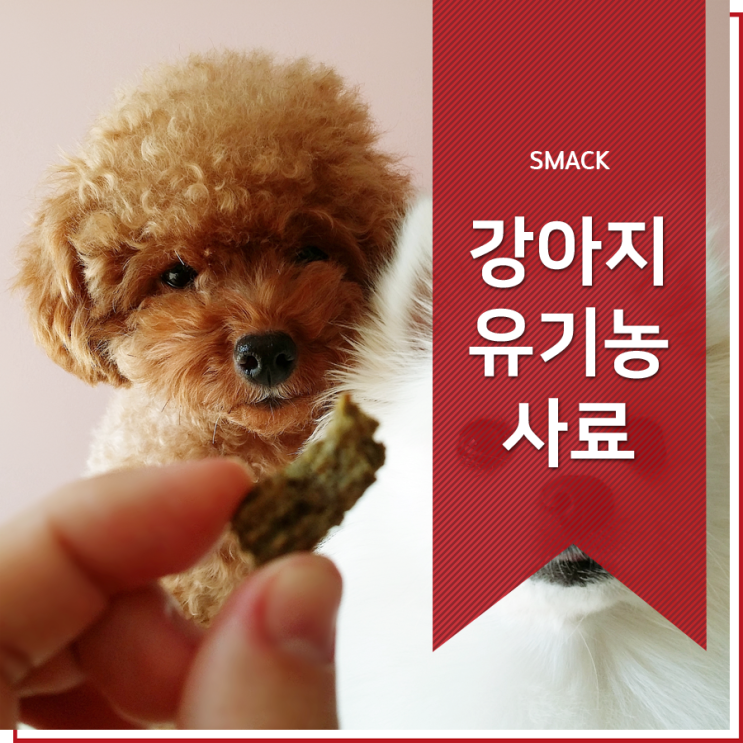  개사료 밥을 잘 먹어야 오래 산다개