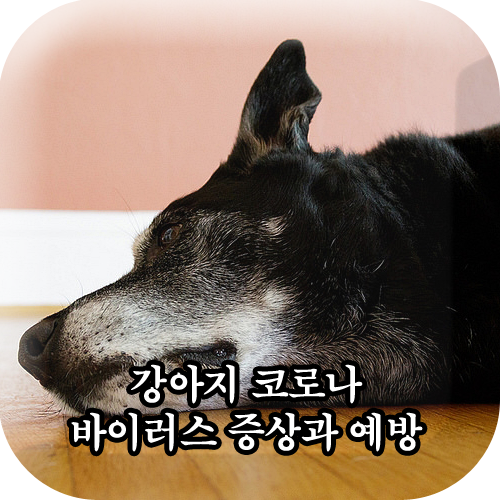  강아지 코로나 바이러스 감염증 증상 및 예방