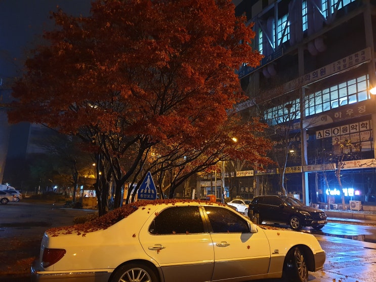  단풍 이불을 덮은 차