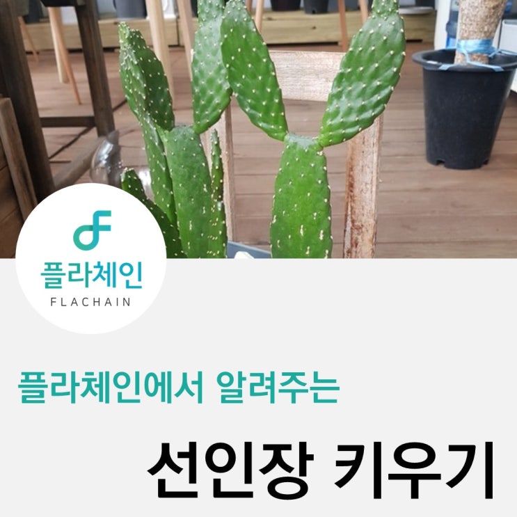  [플라체인]사무실에서 식물 키울 때, 꿀팁②