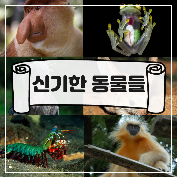  신기하게 생긴 희귀 동물 공작갯가재 코주부원숭이 담요문어 슈빌