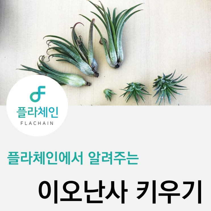 [플라체인]사무실에서 이오난사 키우기