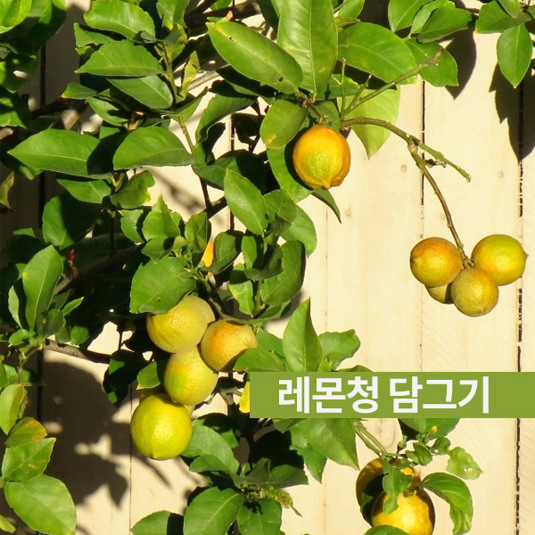  [레몬청 담그기] 만드는법도 쉬운 겨울 필수템