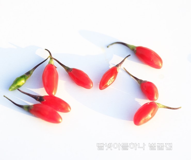  구기자의 효능 진시황의 불로장생초 구기자 먹는법