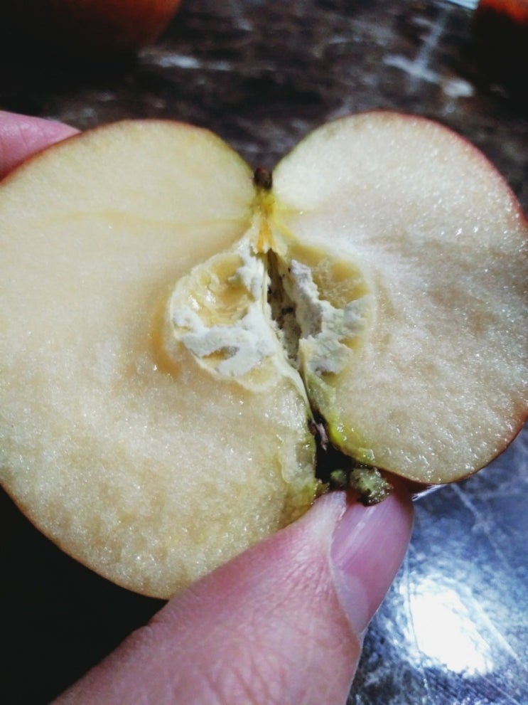 경북 햇사과 작지만 맛있다 햇 부사 사과 후기