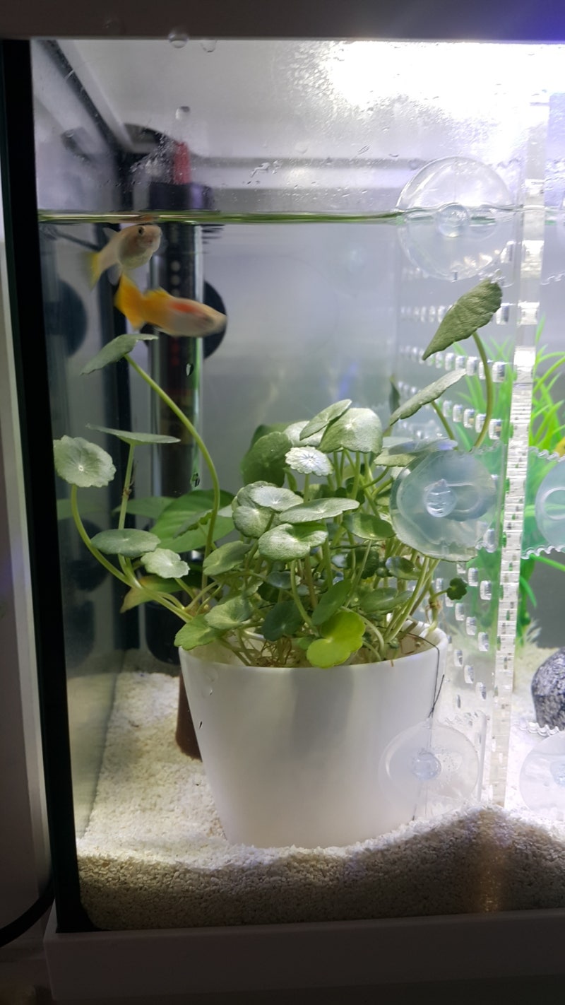 워터코인 구피치어 은신처로 어항속에 퐁당~수초는 하루5시간은 빛을보여줘야 녹지않아요~^^ : 네이버 블로그