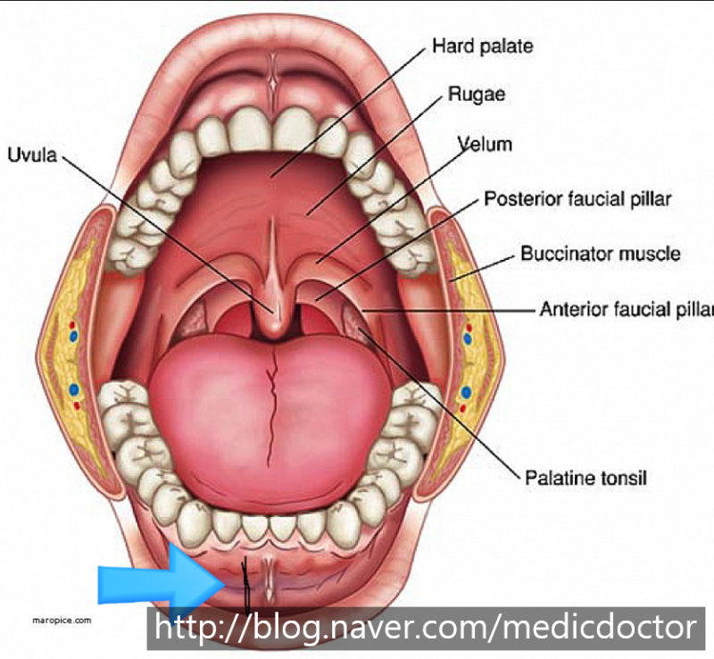 صورة توضيحية للذقن