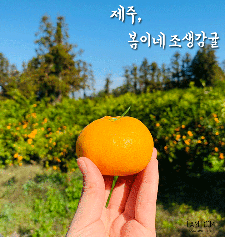  [제주 조생감귤 공구] 봄이네꺼 드셔보세요
