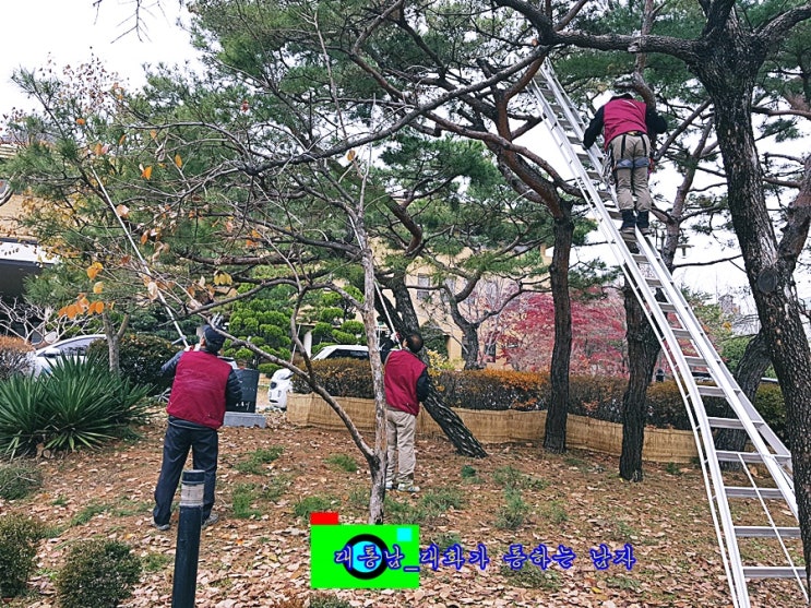  [대통남의 조경_33] 소나무 가지치기 소나무 전지작업 전지 전정
