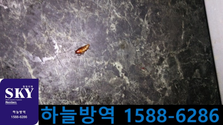  의왕 바퀴벌레퇴치 / 해충퇴치 / 소독 / 쥐퇴치 / 건물소독