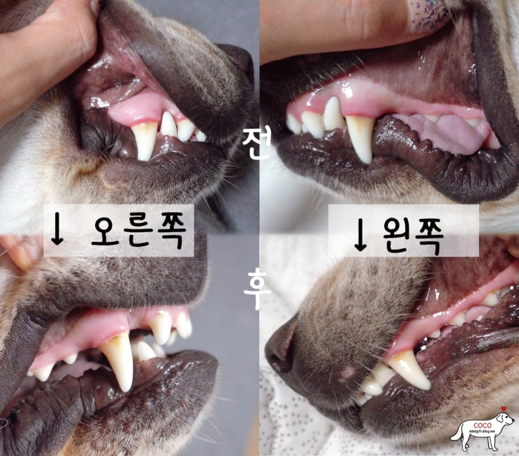  암앤해머 강아지치약 강아지칫솔로 강아지입냄새제거하자