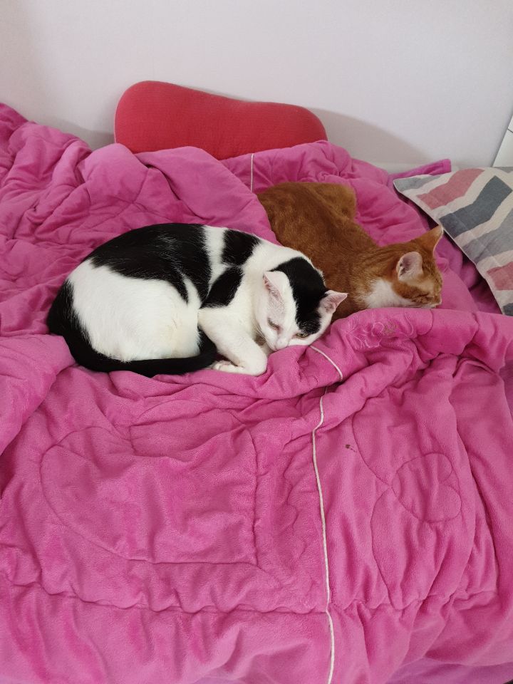  울집 냥이들