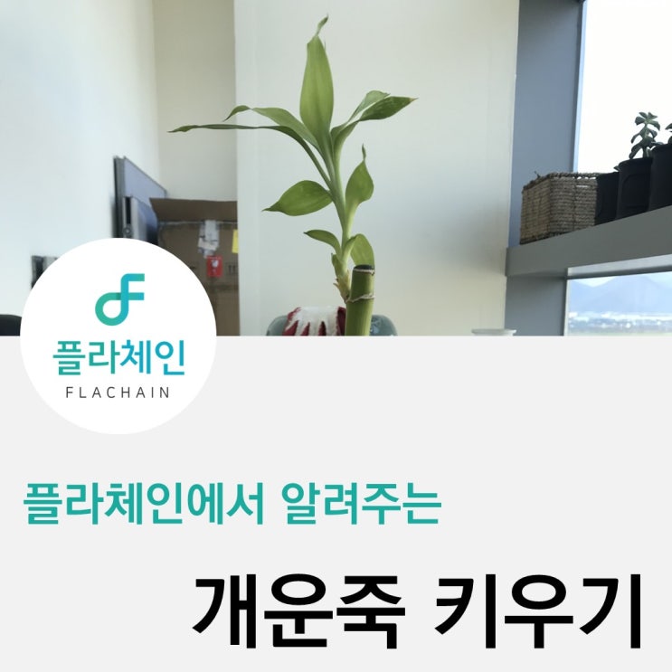  [플라체인]개운죽키우는법