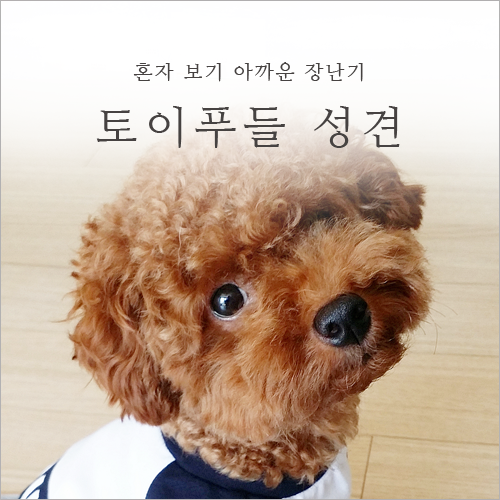  토이푸들 성견 혼자 보기 아까운 장난기