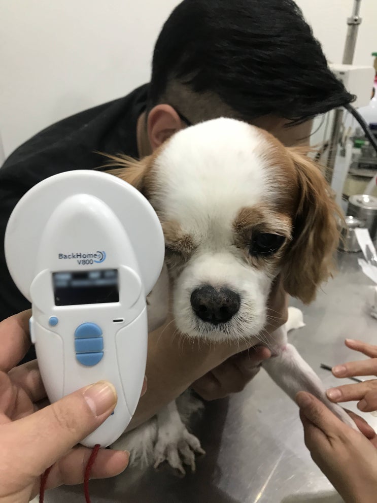뉴질랜드 강아지 고양이 검역 이민! 계류 체크 필수! 뉴질랜드 강아지 고양이 검역 이민! 계류 체크 필수!