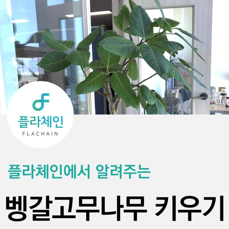  [플라체인]벵갈고무나무키우는법