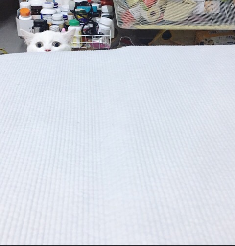  고양이 양치질 교육