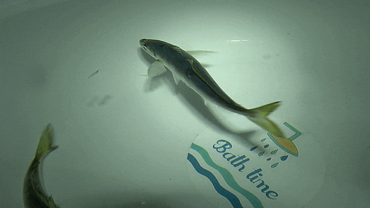  가라지 Decapterus maruadsi  /  전갱이과 ( Family Carangidae ) 의 1종