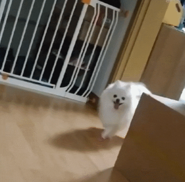  [우리집 막둥이] 사랑이 신발 신은 날~!!