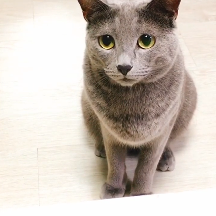  러시안블루 '글로리' 고양이 일상-귀여운 고양이 여기도 있어욤!