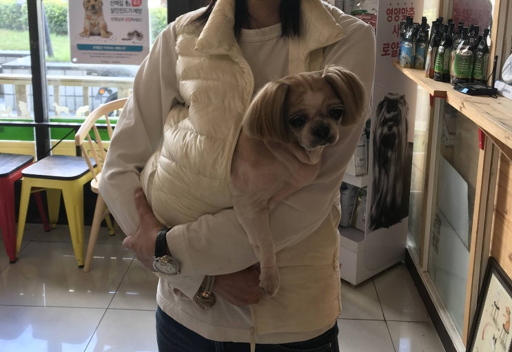 호주 강아지 이민! 검역 준비와 도착후기! 계류 출입국도 같이! 호주 강아지 이민! 검역 준비와 도착후기! 계류 출입국도 같이!