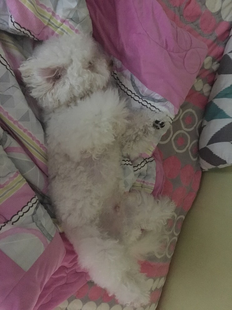  일상, 마이 봉