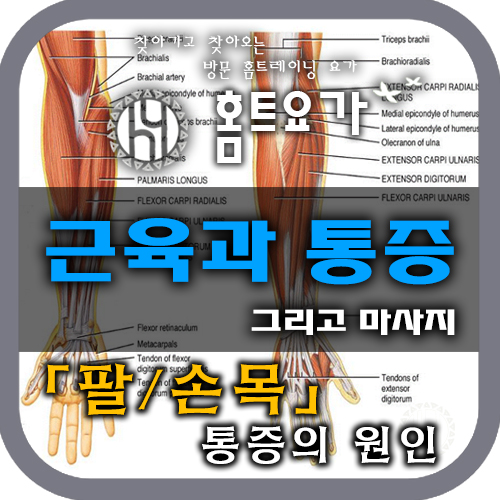  [방문요가 / 요가PT] 근육과 통증(팔 / 손목 통증의 원인)