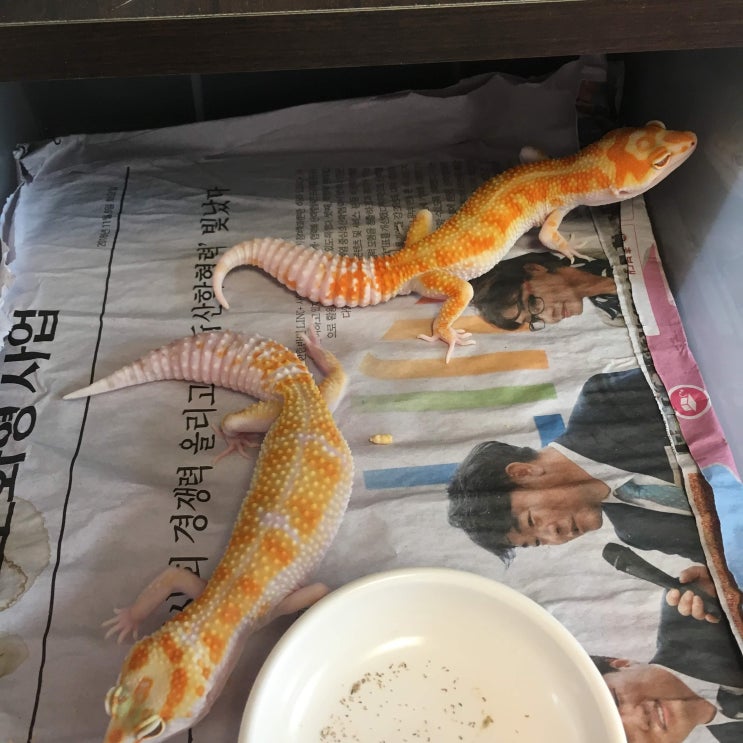  [MiniGecko]미니게코, 배란, 그리고 메이팅
